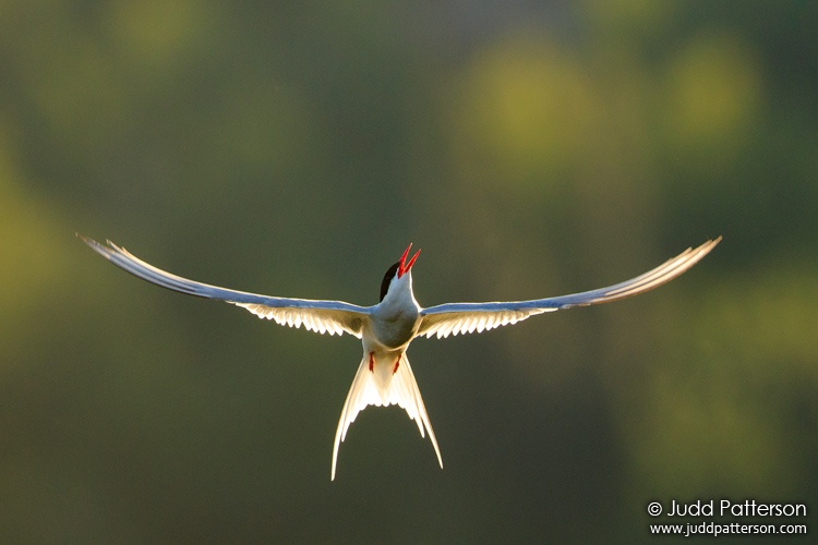 Arctic Tern, Potter Marsh, Anchorage, Alaska, United States